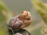 Andricus lignicolus (Hartig, 1840) fm
